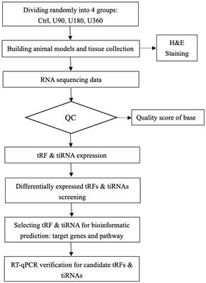 Differential Expression Profiles and Function Predictions for tRFs & tiRNAs in Skin Injury Induced by Ultraviolet Irradiation